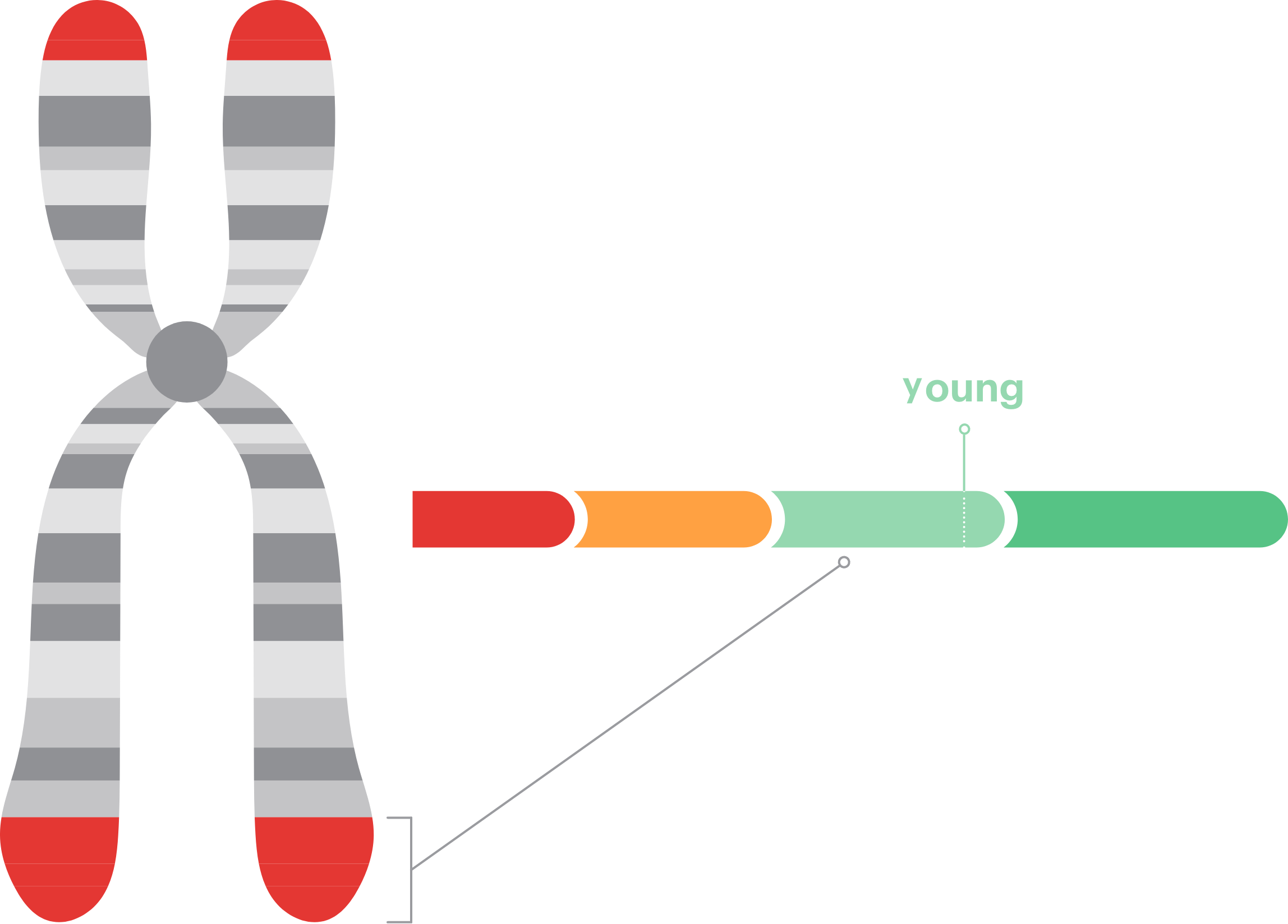 Telomere